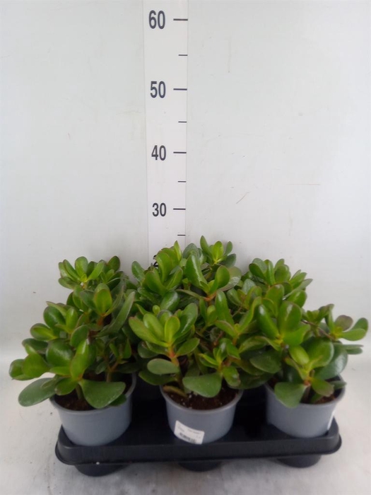 <h4>Crassula ovata</h4>