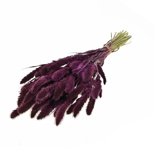 <h4>Setarea Prune</h4>