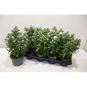 arr8 Aste Magic White
