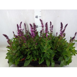Salvia sylvestris 'Rose Marvel'