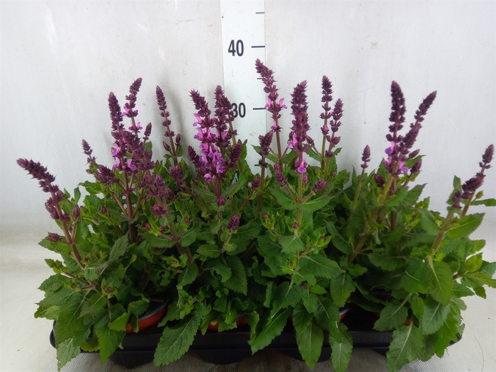 <h4>Salvia sylvestris 'Rose Marvel'</h4>