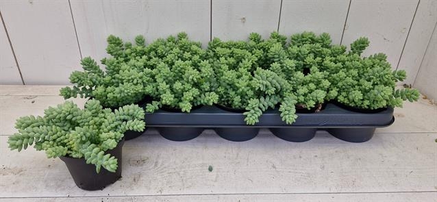 SEDUM BURRITO