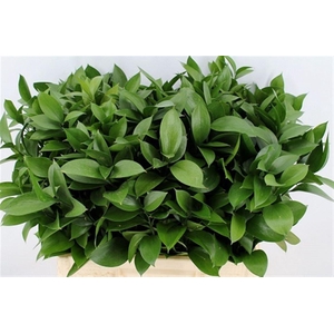 Ruscus Hypophyllum 60cm