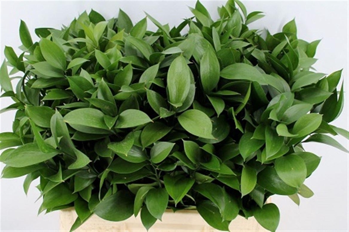 <h4>Ruscus Hypophyllum 60cm</h4>