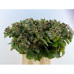 RUBUS FR THORNLESS E