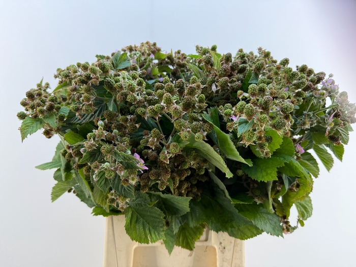 <h4>RUBUS FR THORNLESS E</h4>