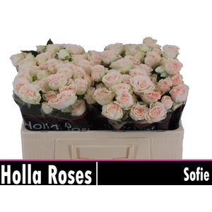 R TR SOFIE