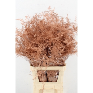 Asp IT L.Getopt Koper