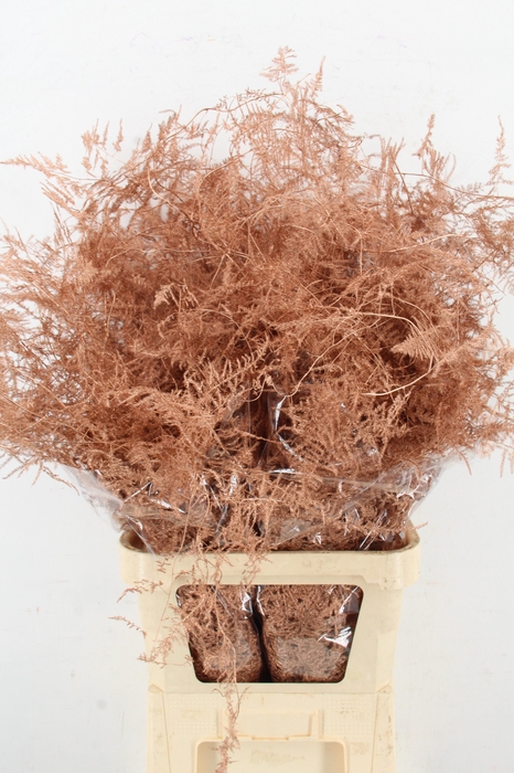 <h4>Asp IT L.Getopt Koper</h4>