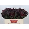 Leucadendron Saf Sunset Dark R.