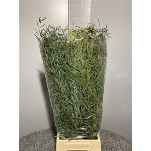 Euca Nicoli 300gr France