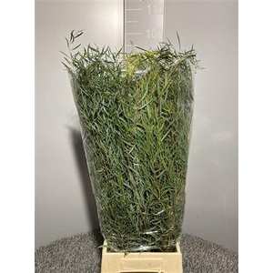 Euca Nicoli 300gr France