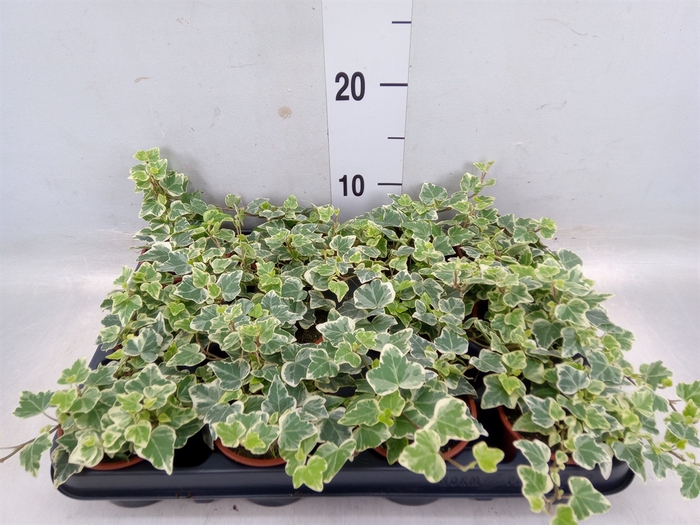 <h4>Hedera helix 'White Wonder'</h4>