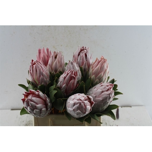 Protea Cynaroides C