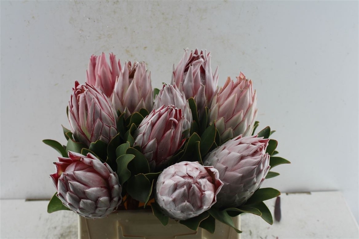 <h4>Protea Cynaroides C</h4>