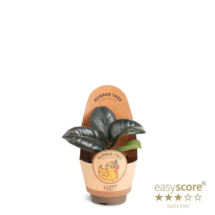 <h4>FICUS ELASTICA P6 SOIFA COVER</h4>