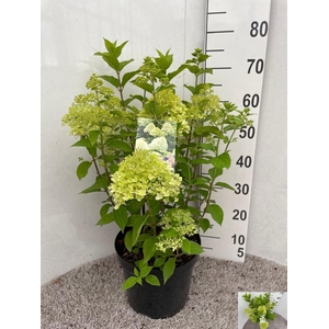 HYDR PA LIMELIGHT