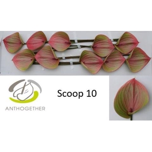 Anthurium Scoop