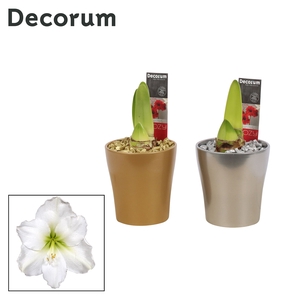 Hippeastrum Wit 2 Knop Amy KERST (Decorum)