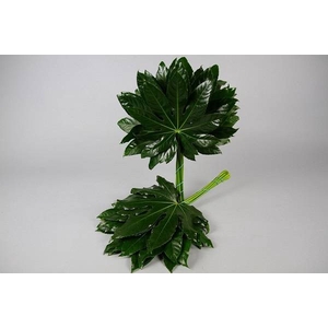 ARALIA 50CM BROWN BOX