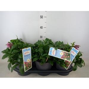 Helleborus  'Viv Batista'