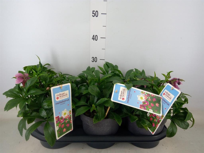 <h4>Helleborus  'Viv Batista'</h4>