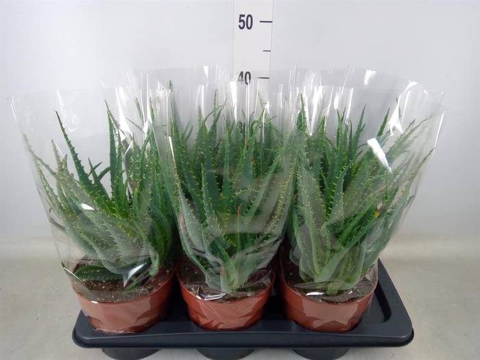 <h4>Aloe arborescens</h4>