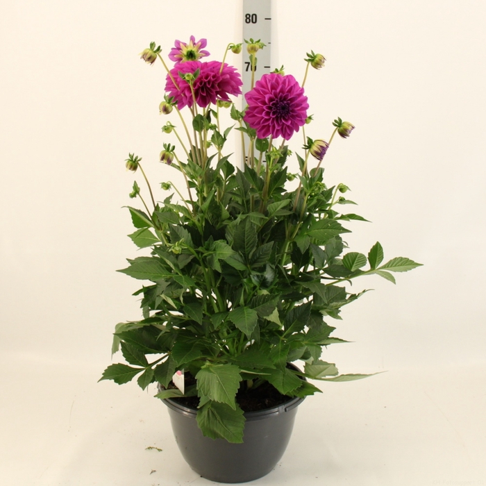 <h4>DAHL D M NEON LILAC</h4>