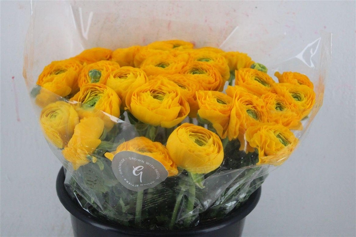 <h4>Ran Cloni Sup Omega</h4>