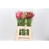 Nerine Mix
