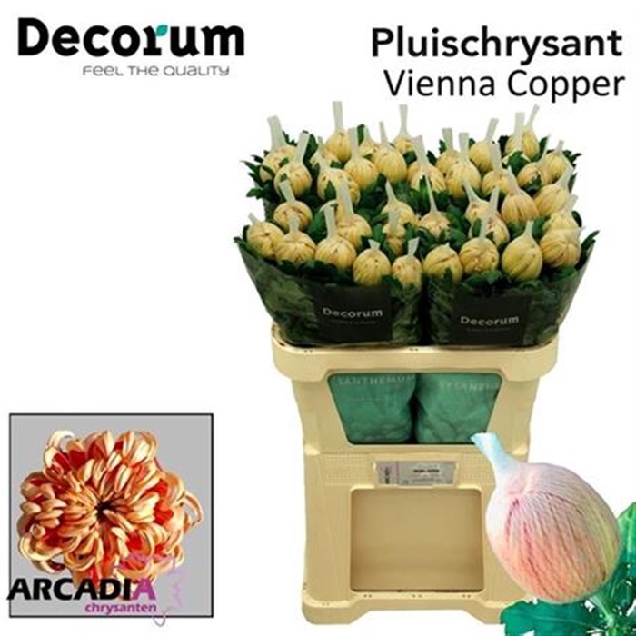 <h4>Chr G Vienna Copper</h4>