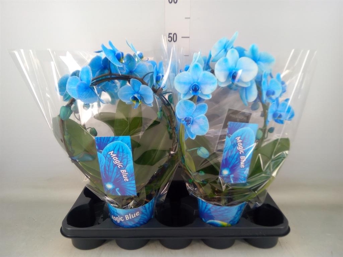 <h4>Phalaenopsis   ...</h4>