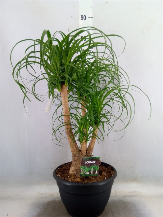 <h4>Beaucarnea recurvata</h4>