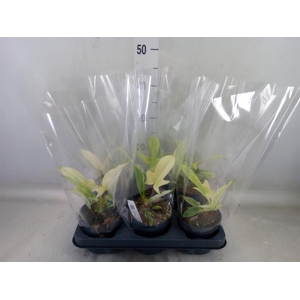 Philodendron  'Florida Ghost'