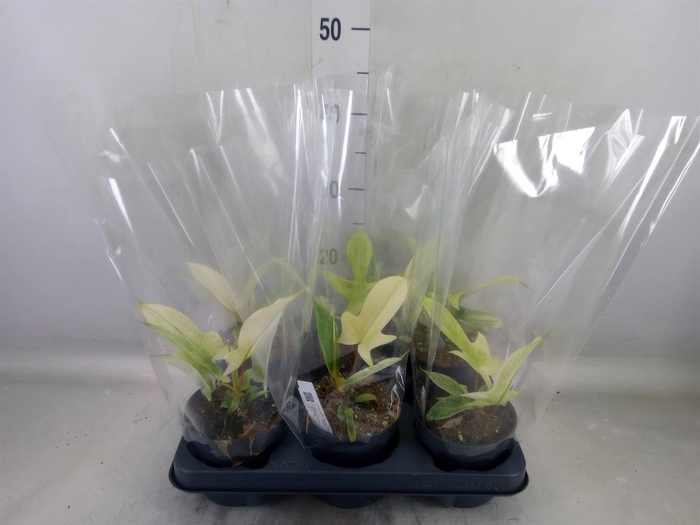 <h4>Philodendron  'Florida Ghost'</h4>