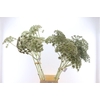 Ferule White 120cm P Stem