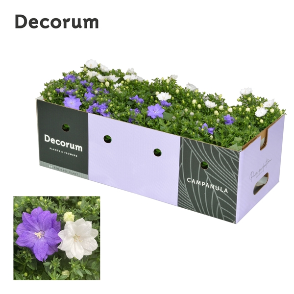 Campanula Dublin Mix Decobox