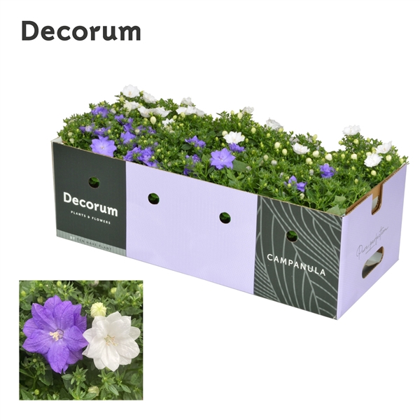 <h4>Campanula Dublin Mix Decobox</h4>