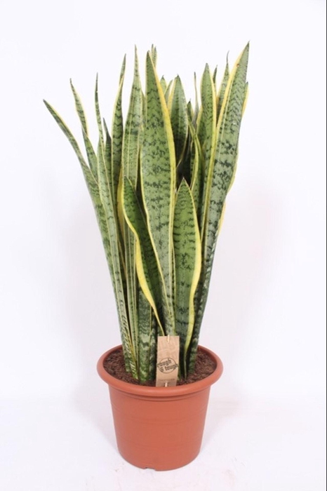 <h4>Sansevieria Laurentii</h4>