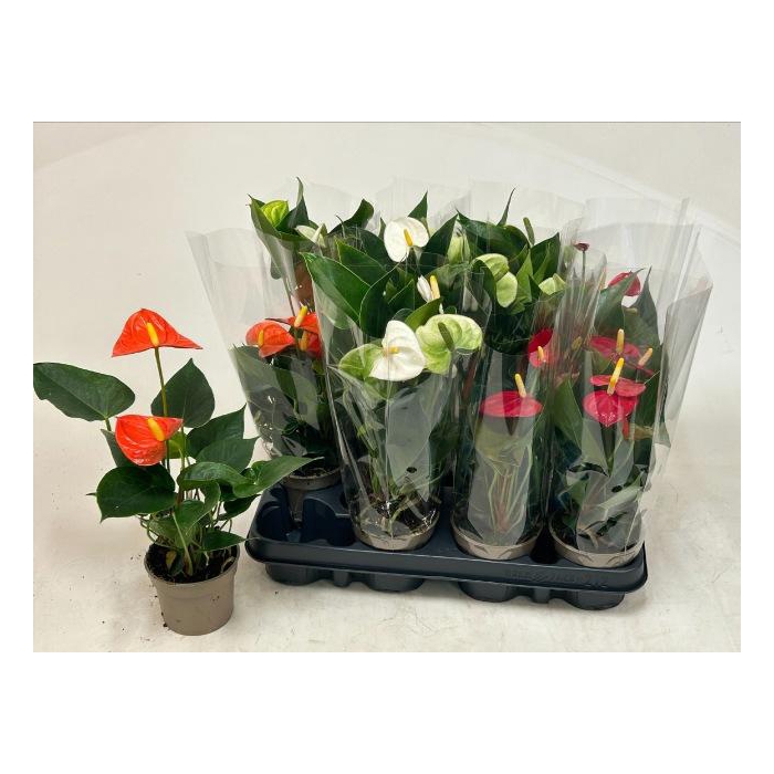 <h4>ANTHU AN GEM 3 KL</h4>