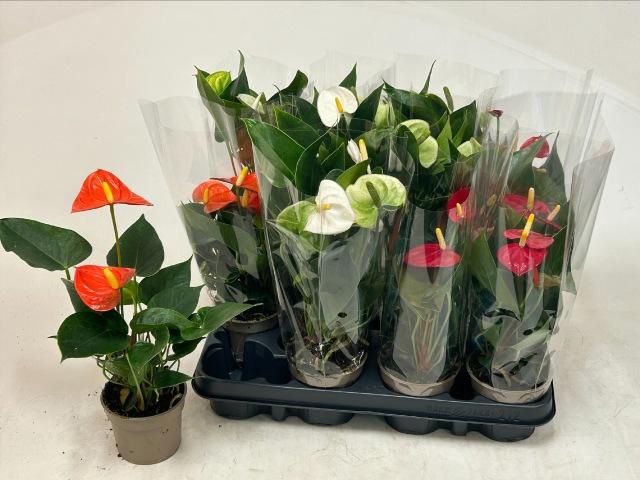 <h4>ANTHU AN GEM 3 KL</h4>