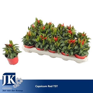 Capsicum Dark Red