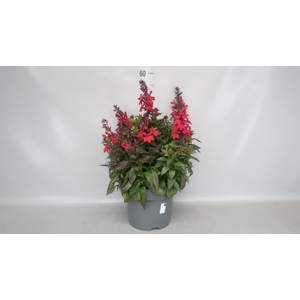 Lobelia speciosa