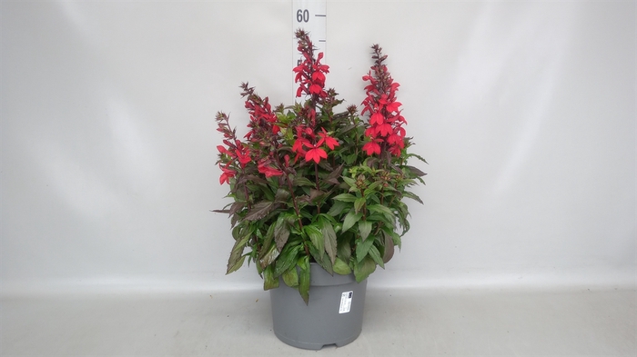<h4>Lobelia speciosa</h4>
