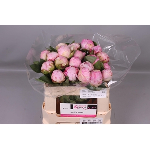 Paeonia Nancy Nora | Heavy Quality