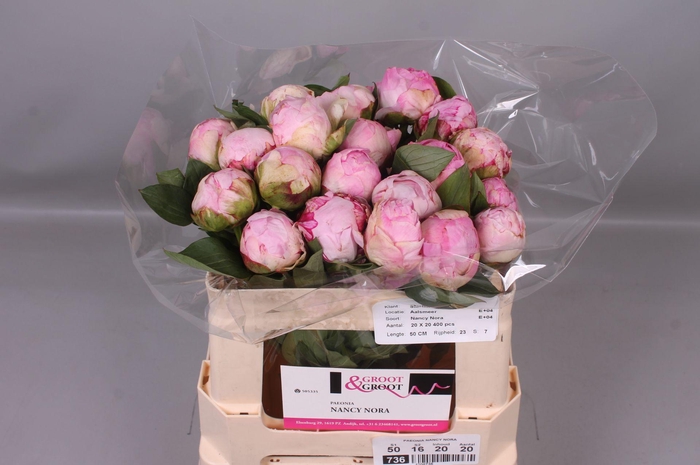 <h4>Paeonia Nancy Nora | Heavy Quality</h4>
