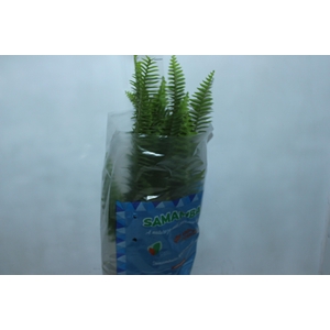 SAMAMBAIA AMERICANA DE SOL P20