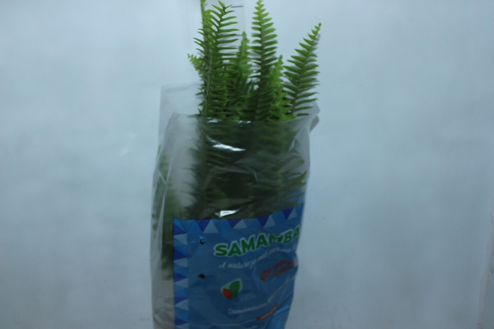 <h4>SAMAMBAIA AMERICANA DE SOL P20</h4>
