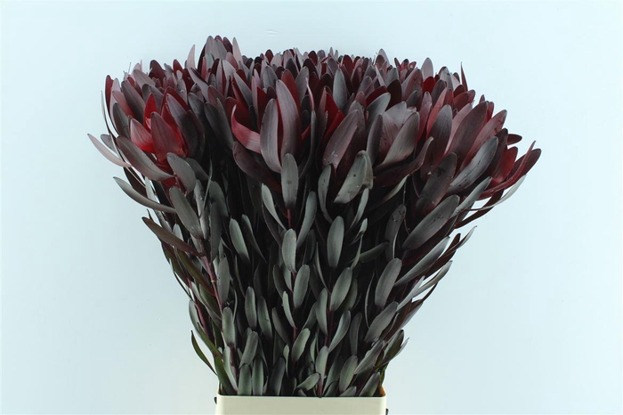 <h4>Leucad Saf Sunset</h4>