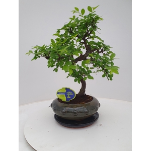 Zelkova parvifolia, 21cm., shape, with driptray